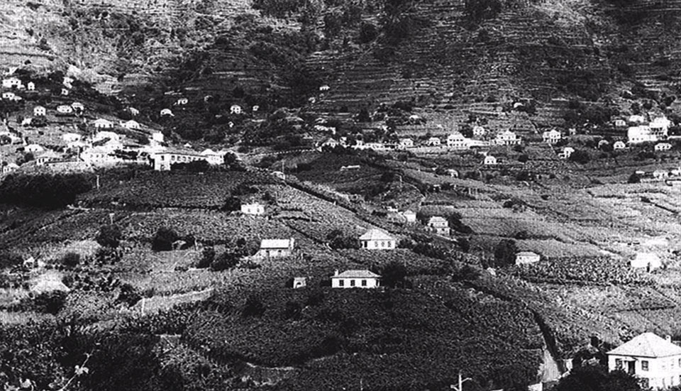 www.tripmadeira.com